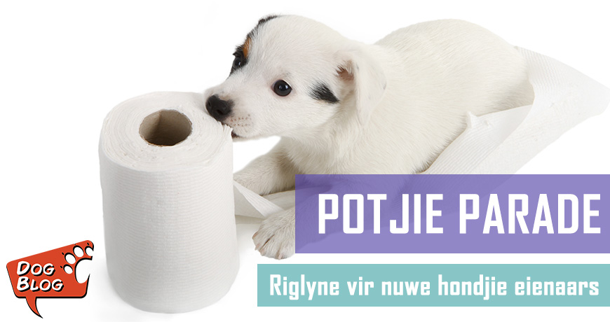 Potjie-parade - Riglyne vir nuwe honde-eienaars