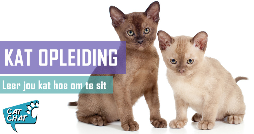 Katafrigting - Leer jou kat sit