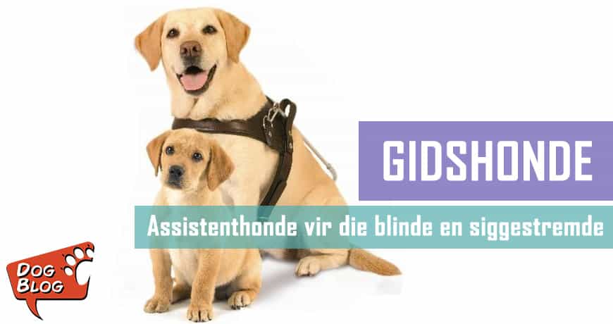 Gidshonde vir die blinde en siggestremde