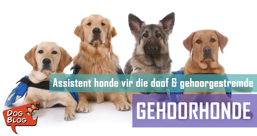 Gehoorhonde vir die dowe en gehoorgestremde