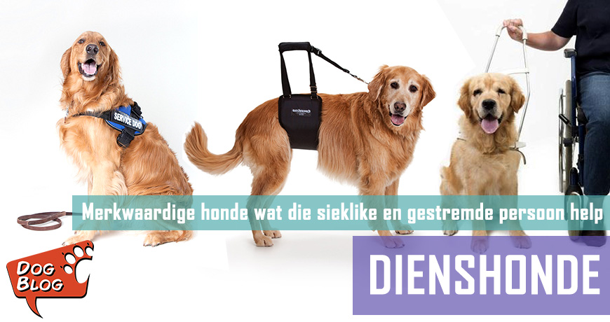Dienshonde vir die sieklike en gestremde persoon