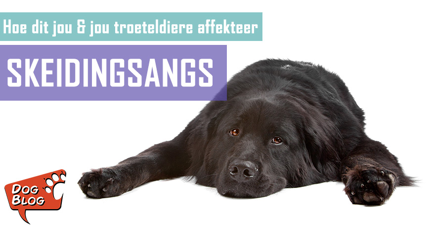 Skeidingsangs - Hoe dit jou en jou troeteldiere affekteer