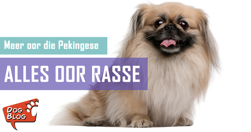 Die Pekingese - Feite en Grille