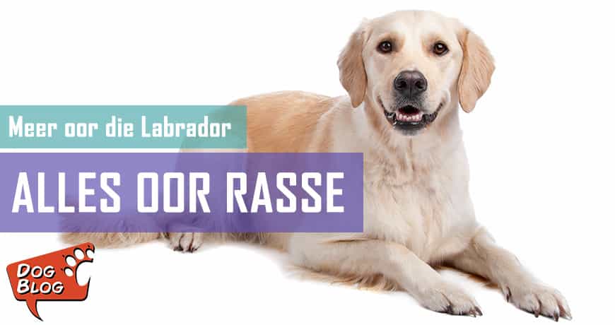 Die Labrador Retriever - Feite en Geite