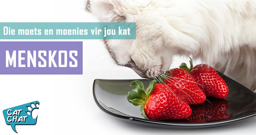 Mensekos - Die moets en moenies vir jou kat