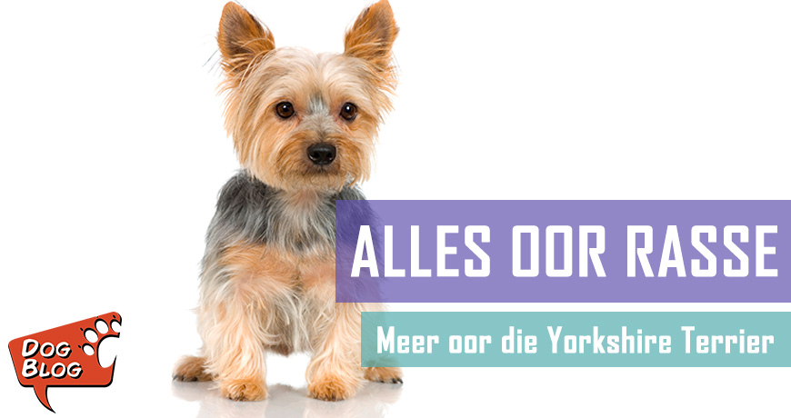 Yorkshire Terriër - Feite en Geite