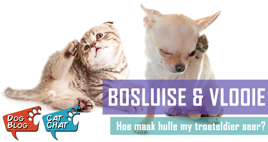 Bosluise en Vlooie - Hoe maak hulle my troeteldiere seer?