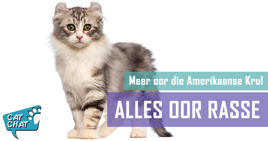 Amerikaanse Kruloorkat - Feite en Geite