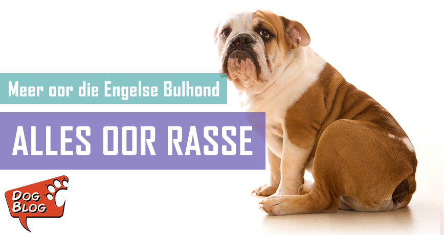 Engelse Bulhond - Feite en Geite