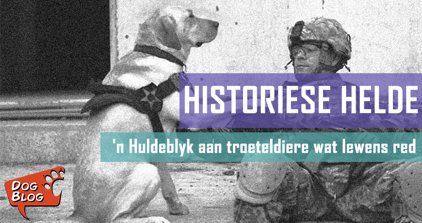Historiese Helde - 'n Huldeblyk aan troetedierhelde wat lewens red
