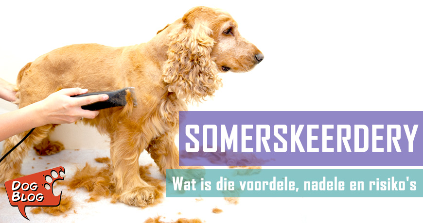 Somerskeerdery - Voor- en nadele
