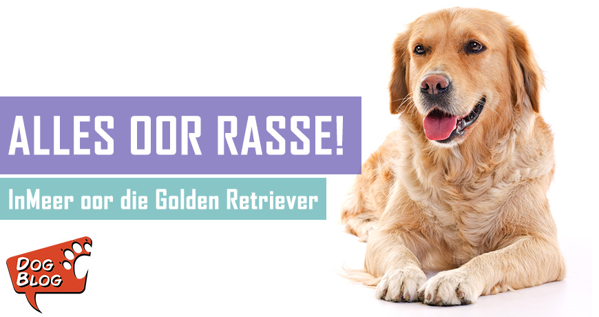 Die Golden Retriever - Feite en Geite