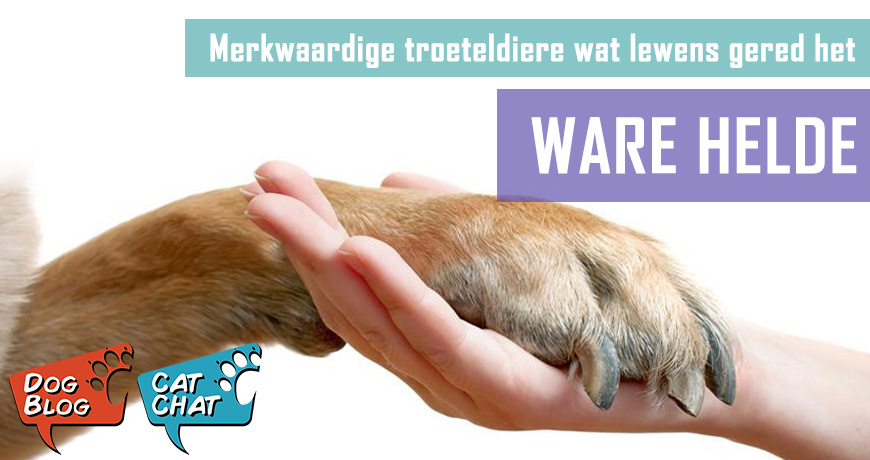 Ware helde - merkwaardige diere wat mense se lewens gered het