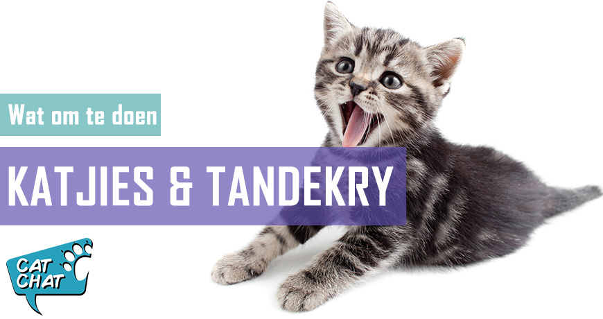 Katjies en Tandekry