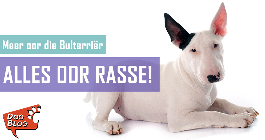 Die Bulterriër - Feite en Geite