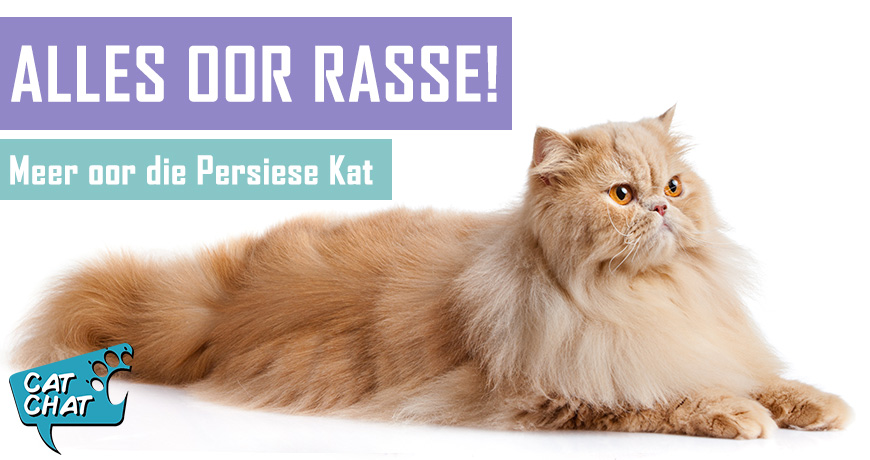 Persiese Katte - Feite en Geite