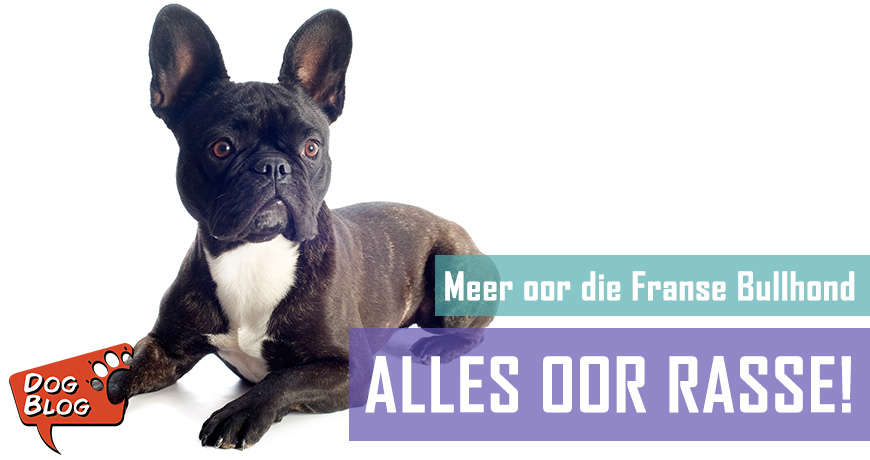 Die Franse Bulhond - Feite en Geite