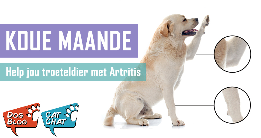 Koue Maande - help jou troeteldier met Artritis