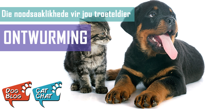Ontwurming - Noodsaaklikhede vir jou troeteldier