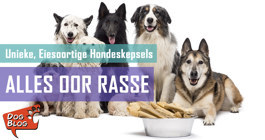 Basterbrakke - Feite en geite