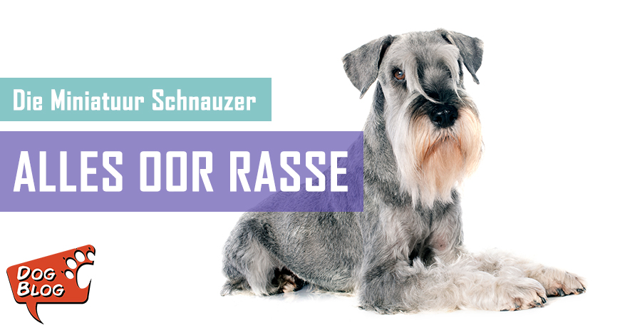 Die Miniatuur Schnauzer - Feite en geite