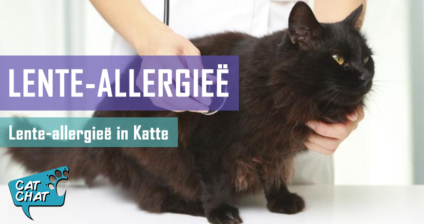 Lente-allergieë in katte